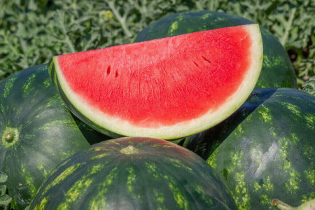 Mirto F1 (1000 sem) pepene verde forma rotunda tip Crimson Sweet, Syngenta