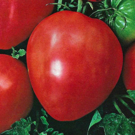 Rosii Inima de Bou Rosu (60 seminte) tomate soi rustic fructe mari, semideterminate, Agrosem