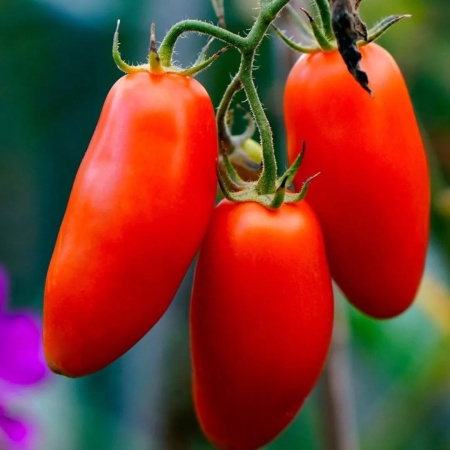 Scatolone 3 (90 seminte) tomate soi mediu-tarziu nedeterminat, rosii alungite, mari, carnoase, dulci, Prima Sementi
