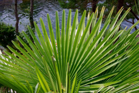 Trachycarpus fortunei / Chamaerops excelsa (ghiveci 2 l), palmier decorativ de gradina rezistent la ger - Img 1