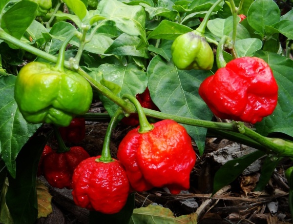 Moruga Riba Trinidad Moruga Scorpion (7 seminte) seminte de ardei extrem de iute ...