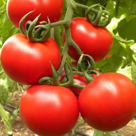Willy F1 (250 seminte) tomate nedeterminate, rotunde, ciorchine, Profit Seeds