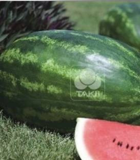 Amphion F1 (1000 seminte) de pepene verde cu fructe rezistente la pastrare si transport si miez de culoare rosu inchis foarte dulce, Takii Seeds