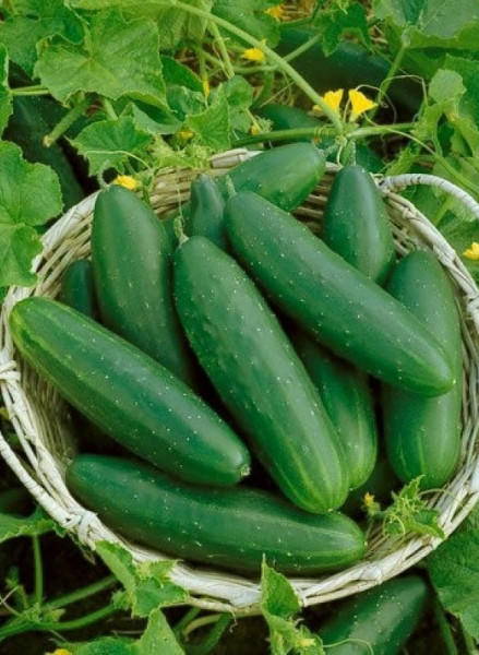 Castraveti Marketmore (250 seminte) castraveti soi semitardiv, lungime 20-22 cm, verde inchis, Agrosem