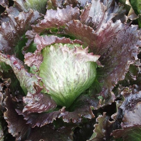 Derel (800 seminte) salata mediu-timpurie tip iceberg, frunze crocante, gustoase, rosu cu verde, Seklos