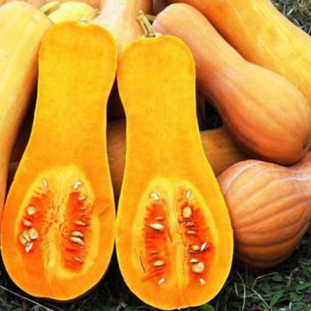 Dovleac Waltham Butternut (3.000 seminte) seminte dovleac placintar in forma de para, Agrosem