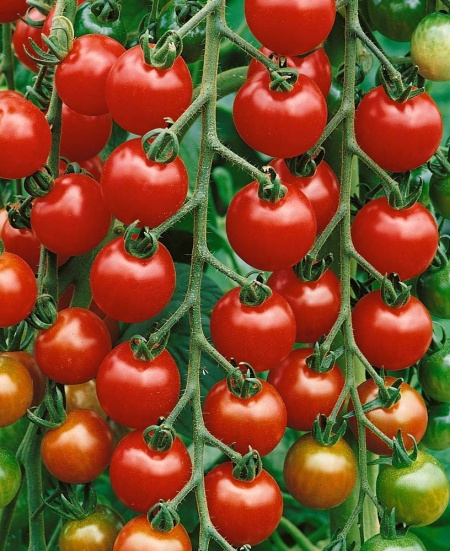 Gardeners Delight (30 seminte) tomate cherry soi timpuriu nedeterminat, Seklos
