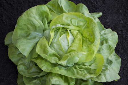 Luceris (5000 seminte) salata drajata tip Malis, Bejo