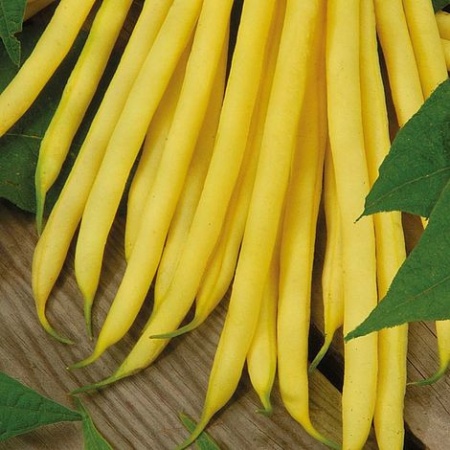 Maxidor (100 gr) seminte fasole pitica galbena, bob alb, pastai crocante, Prima Sementi