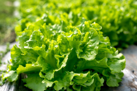 Salata Gentilina (800 seminte) salata creata soi timpuriu frunze mari, gustoase, Agrosem