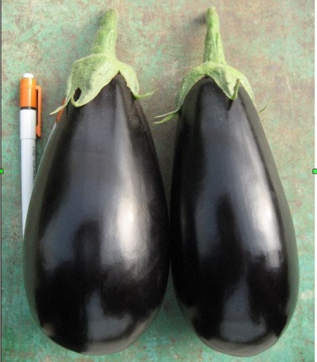 Sara F1 (1000 seminte) de vinete cu plante puternice internoduri scurte si foarte productive de culoare negru inchis la coacere adecvata pentru cultivarea in sere solarii sau camp deschis, Cora Seeds