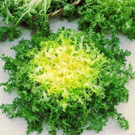 Seminte de Andiva (Cicoarea Andiva), 2 grame, Andiva este o planta asemanatoare cu salata, are un continut mare de vitamine si minerale, Florian
