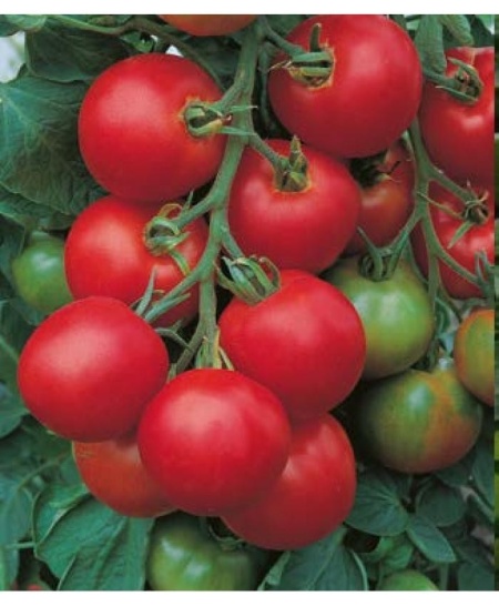 Tolstoi F1 (20 seminte) de tomate hibrid semitimpuriu nedeterminat, fructe rotunde, gust bun, Kertimag
