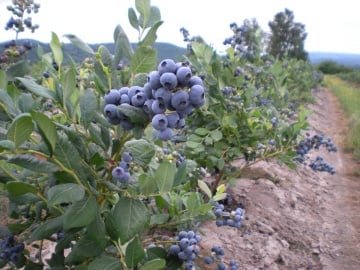 Afin Bluejay, butasi de afine soi cu fructe foarte dulci, care nu se scutura la coacere, Yurta - Img 3