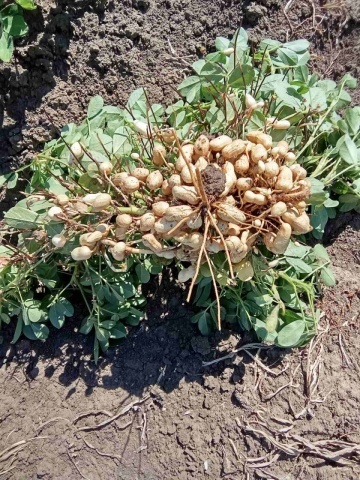 Alune de pamant Arahide (20 kg de seminte) pentru semanat, planta anuala, iubitoare de caldura, BG - Img 1