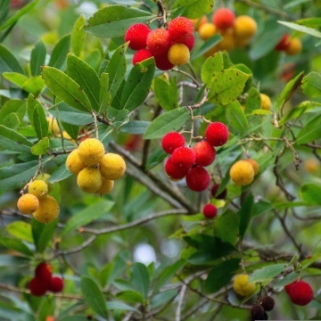 Arbore de Capsuni (50 seminte) Strawberry Tree - Arbutus unedo, flori albe frumoase, fructe foarte gustoase, Saflax - Img 3