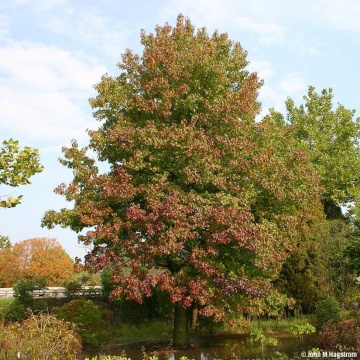 Arbore de Guma (100 seminte) American Sweet Gum - Liquidambar styraciflua, frunze culori schimbatoare, extrem de decorativ, Saflax - Img 5