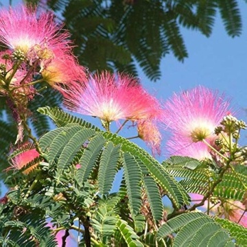 Arbore de Matase (50 seminte) Pinc Acacia - Albizia julibrissin, flori roz, parfumate, pufoase, Saflax - Img 3
