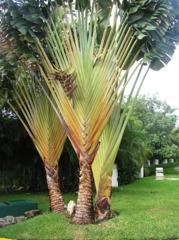 Arborele Calatorului (8 seminte) Traveler's Tree - Ravenala madagascariensis, frunze evantai asemanatoare palmierului, Saflax - Img 5