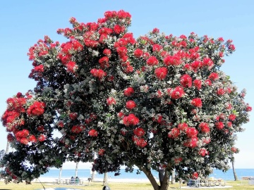Arborele Craciunului (300 seminte) New Zealand Christmas Tree - Metrosideros excelsa, ciorchini densi de flori rosii, frunze argintii, Saflax - Img 2