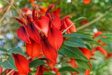 Arborele de Coral (6 seminte) Cockspur Coral Tree - Erythrina crista-galli, flori rosii, inflorire abundenta, Saflax - Img 7