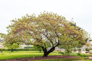 Arborele de Iudeea (60 seminte) Lover's Tree - Cercis siliquastrum, arbore decorativ cu frunze in forma de inima si flori roz, Saflax - Img 6