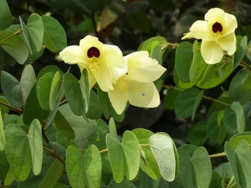 Arborele de Orhidee Galbena (30 seminte) Yellow Orchid Tree - Bauhinia tomentosa, arbore mic, flori asemanatoare orhideelor galbene, parfumate, Saflax - Img 3