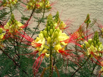 Arbustul Paun galben (10 seminte) Peacock Shrub - Caesalpinia gilliesii X spinosa, flori superbe galbene, Saflax - Img 7