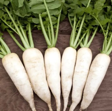 Astor (350 seminte) ridichi daikon albe foarte lungi, cilindrice, aromate, Toraf - Img 2