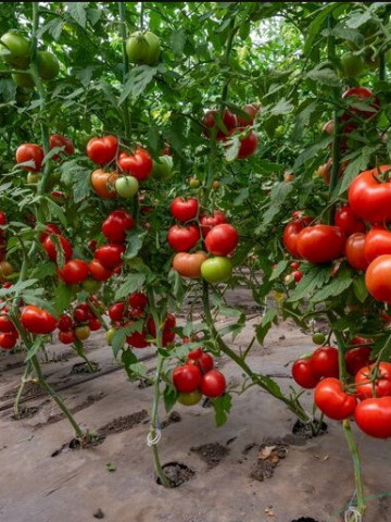 Badalona F1 (1000 seminte) tomate nedeterminate, soi foarte productiv cu fructe ce ajung la o greutate de 250 gr, Fito Semillas - Img 2