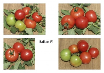 Balkan F1 (100 seminte) tomate extratimpurii pentru sere si camp, Geosem - Img 3