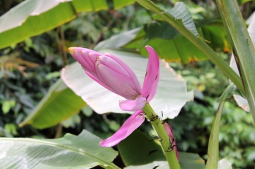 Bananier (8 seminte) Pink Velvet Banana - Musa velutina, produce banane rosii, dulci, Saflax - Img 4