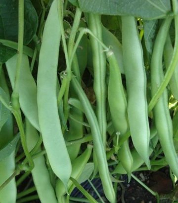 Baroma (100 gr) seminte fasole pitica, pastai verzi late, boabe albe, Patru Agro