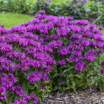 Bee Balm Purple (750 seminte) Monarda perena inflorire lunga, flori mov, Seklos - Img 2