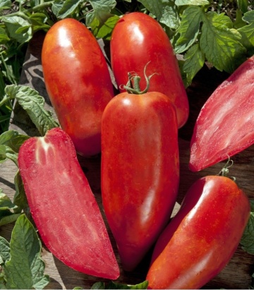 Bellandine F1 (8 seminte) de tomate de forma unui corn cu crestere nedeterminata, Clause - Img 2