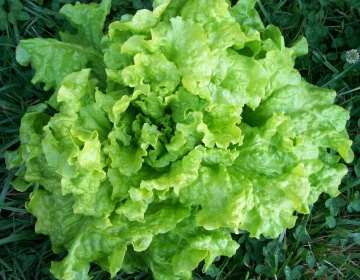 Black Seeded Simpson BIO (1000 seminte) salata verde BIO, frunze crete, rezistenta la boli, Seklos - Img 2