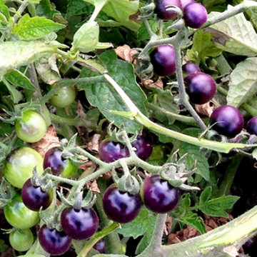Blue Cherry F1 (30 seminte) tomate semideterminate medii-timpurii, albastru purpuriu, Prima Sementi - Img 2