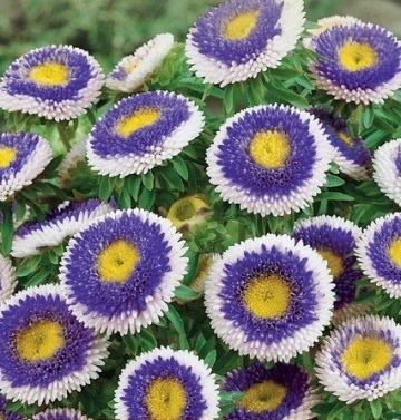 Blue Moon (0,5 gr) seminte Ochiul Boului pompon albastru-violet cu margini albe, Toraf - Img 4