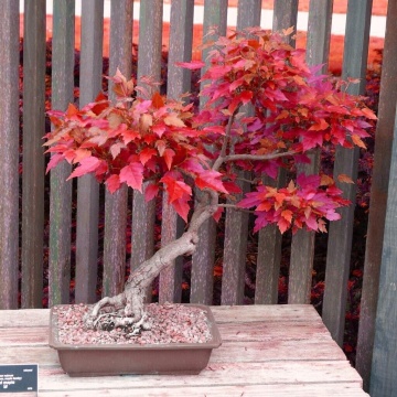 Bonsai Artar Rosu (20 seminte) Bonsai Red Maple - Acer rubrum, arbore decorativ deosebit de colorat, Saflax - Img 5