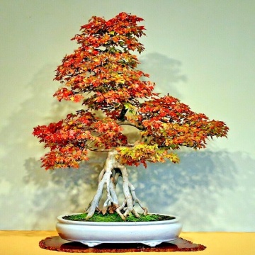Bonsai Artar Trident (30 seminte) Bonsai Three Toothed Maple - Acer buergerianum, arbore rar cu frunze deosebite, colorate, Saflax - Img 5