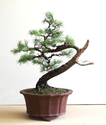 Bonsai Cedru de Himalaya (35 seminte) Indian Cedar - Cedrus deodara, conifer cu ace verzi-albastrui si conuri extrem de decorative, Saflax - Img 6