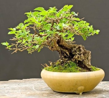 Bonsai Dud Alb (200 seminte) Bonsai White Mulberry - Morus alba, pom fructifer si decorativ, usor de ingrijit, Saflax - Img 6
