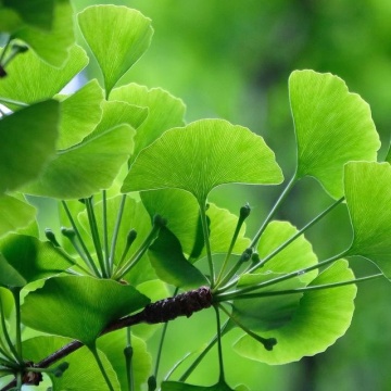 Bonsai Ginkgo biloba (4 seminte) Bonsai Maidenhair Tree, arbore decorativ si medicinal pentru afectiuni circulatorii, Saflax - Img 2