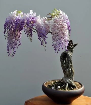 Bonsai Glicina Africana (15 seminte) Bonsai African Wisteria Tree - Bolusanthus speciosus, flori albastre-violet parfumate, Saflax - Img 5