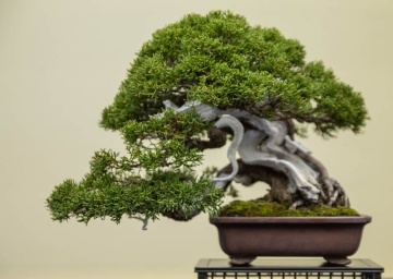 Bonsai Ienupar Chinezesc (30 seminte) Bonsai Chinese Juniper - Juniperus chinensis, arbust vesnic verde, foarte usor de modelat, Saflax - Img 2
