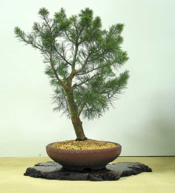 Bonsai Pin Australian (200 seminte) Bonsai Sea Ironwood - Casuarina equisetifolia, arbore vesnic verde, flori rosii decorative, Saflax - Img 2