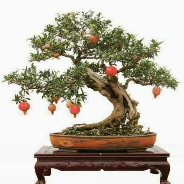 Bonsai Rodie Pitica (50 seminte) Bonsai Dwarf Pomegranate - Punica granatum nana, flori mari clopotei, fructe mici, Saflax - Img 3