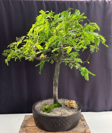 Bonsai Tamarin (4 seminte) Bonsai Tamarind - Tamarindus indica, arbore cu frunze delicate, care se strang noaptea, Saflax - Img 2