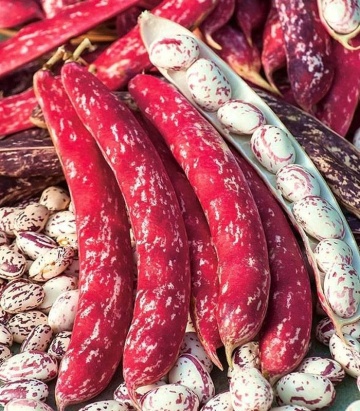 Borlotto Lingua di Fuoco (100 gr) seminte fasole pitica tarcata, 4 Agro