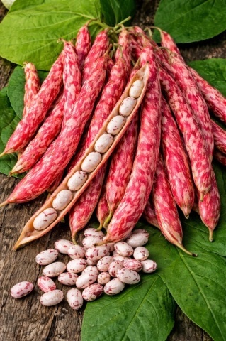 Borlotto Red oloaga (15 gr) seminte fasole pitica lata tarcata pentru boabe, Prima Sementi
